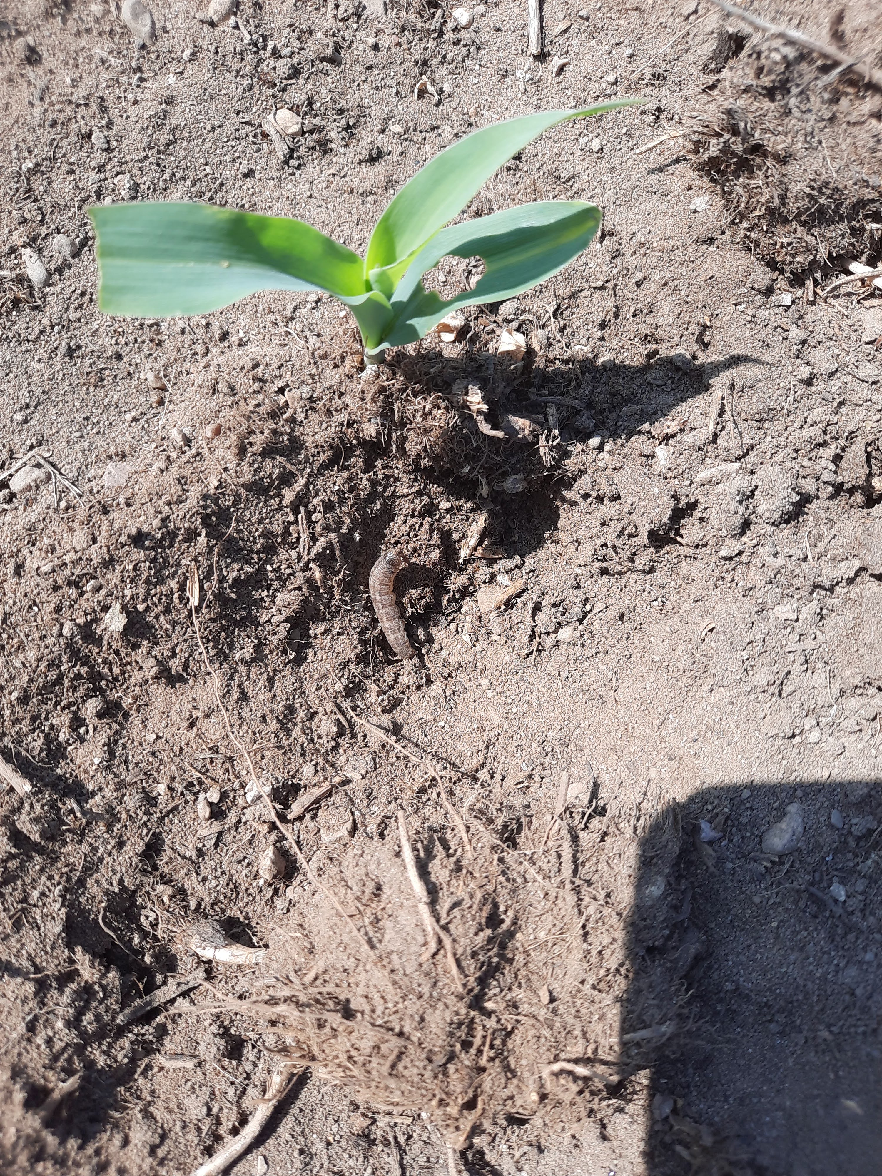 Cutworm in soil.